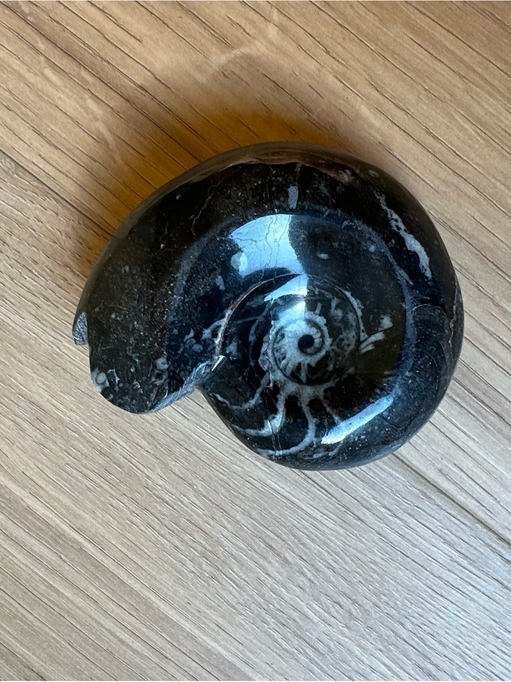 Polished Ammonite Fossil From Morocco